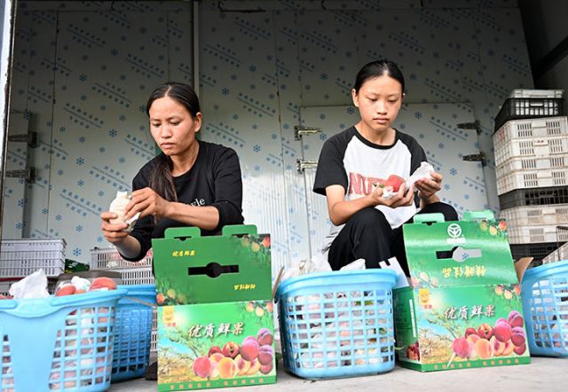 图5  当地居民在桃园聚绿色食品种植园分拣、包装黄桃。.JPG