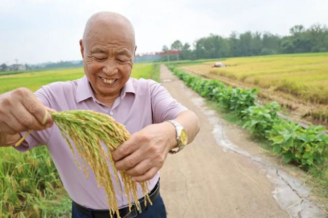 3尤成林正在查看水稻生长情况.jpg
