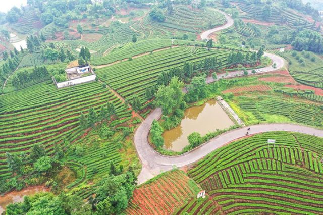 图4  大湾路（大渡口镇——护国镇湾滩）将大渡口镇、护国镇的特早茶基地串联成片。  廖胜春 摄.jpg