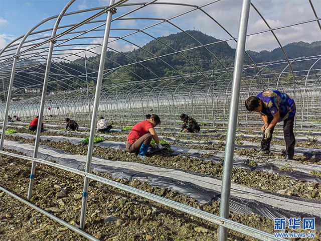 图3  村民在蔬菜大棚育苗。新华网发 拷贝.jpg