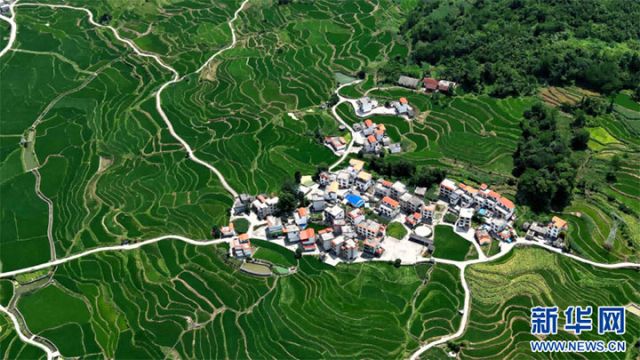 图5  俯瞰广西南丹县芒场镇巴平梯田巨幅稻田画。高东风 摄 拷贝.jpg