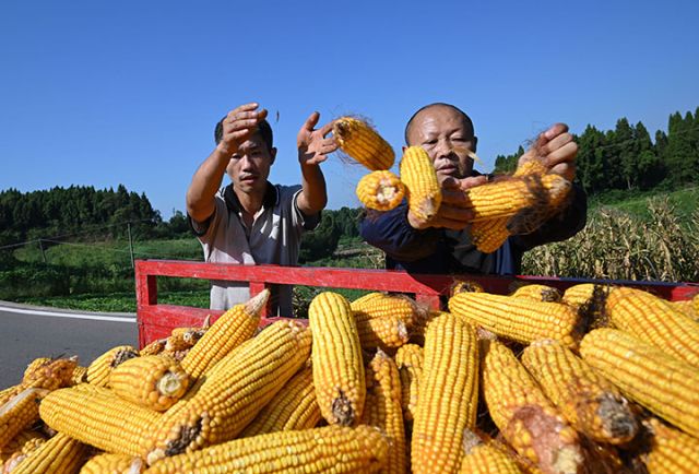 图4  8月3日，四川省内江市东兴区顺河镇回龙湾村，村民正在将玉米装车转运。.jpg