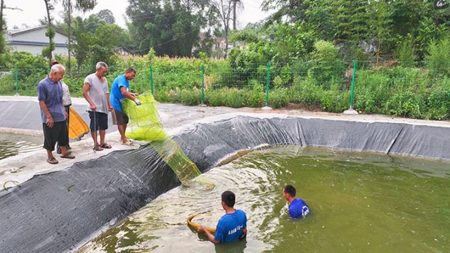 图1  热火朝天的捕虾场景。潘政吉  摄.jpg