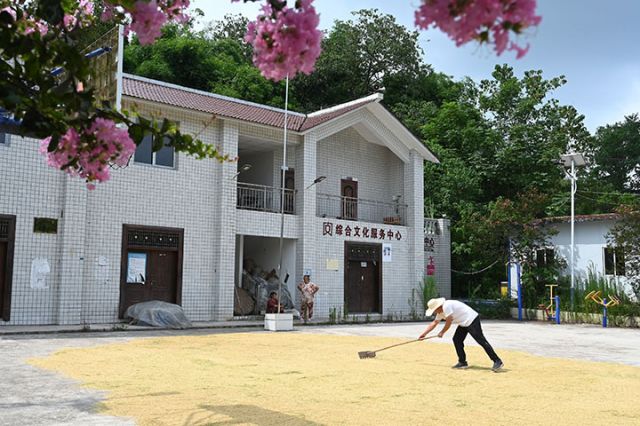 图4  2025年8月7日，在四川省内江市东兴区郭北镇天宫堂村，农民正在晾晒稻谷和玉米。　.jpg
