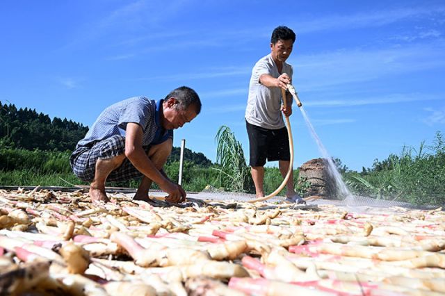 图4  8月12日，姜农在永福镇新庙子村“永福生姜”核心种植基地冲洗生姜。.jpg