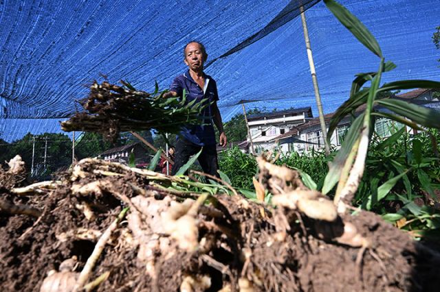 图3 8月12日，姜农在永福镇新庙子村“永福生姜”核心种植基地采挖生姜。.jpg