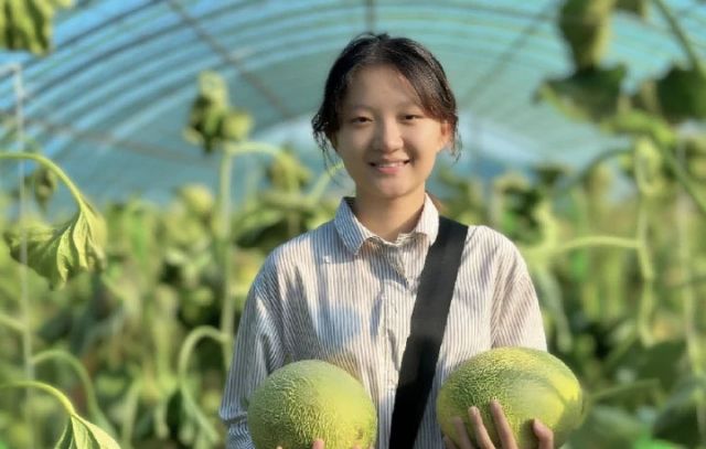 图2  明水市民采摘哈密瓜（高伟 摄）.jpg