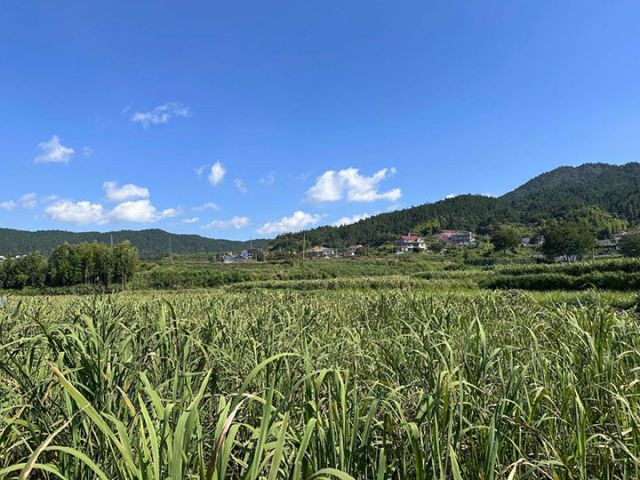 图1  这是位于安徽省安庆市岳西县石关乡马畈村的茭白田。新华社记者 何晓 摄.jpg