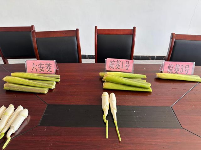 图2  这是由安徽省农科院培育的不同品种的茭白。新华社记者 何晓 摄.jpg