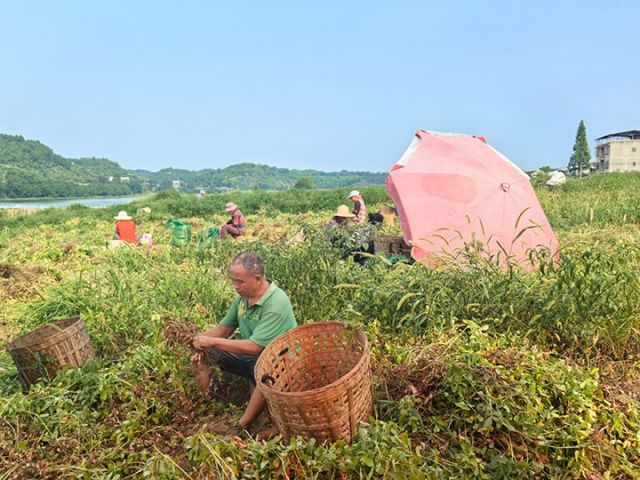 图3  老君镇沿江村村民收花生.jpg