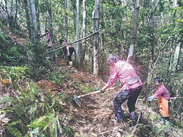 福全村农民林下种植林芝.jpg