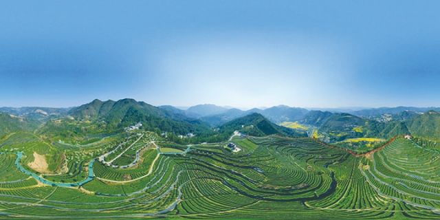 万源市固军镇白羊三清庙茶园基地  马娟 摄 .jpg