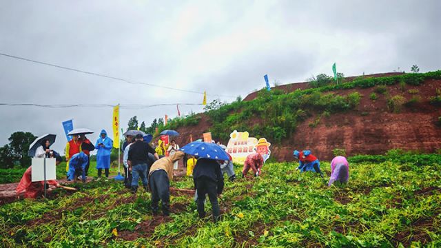图4  “沉浸式”体验挖红薯。闫凯 摄.jpg