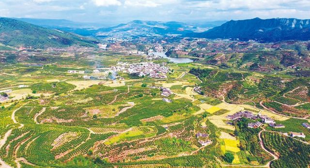 石榴农业园区一角  会理市农业农村局供图.jpg