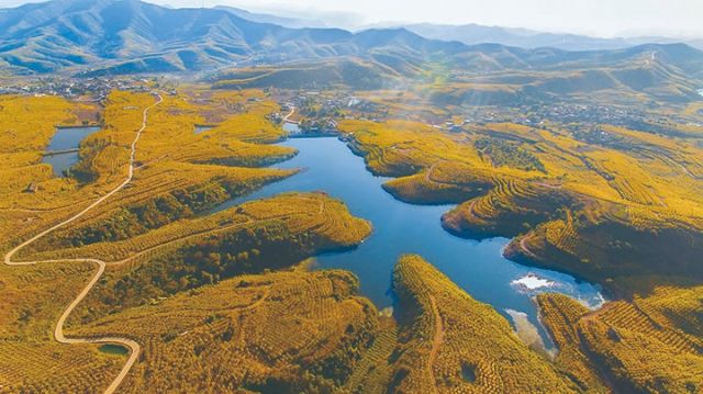 金色石榴园  会理市农业农村局供图.jpg