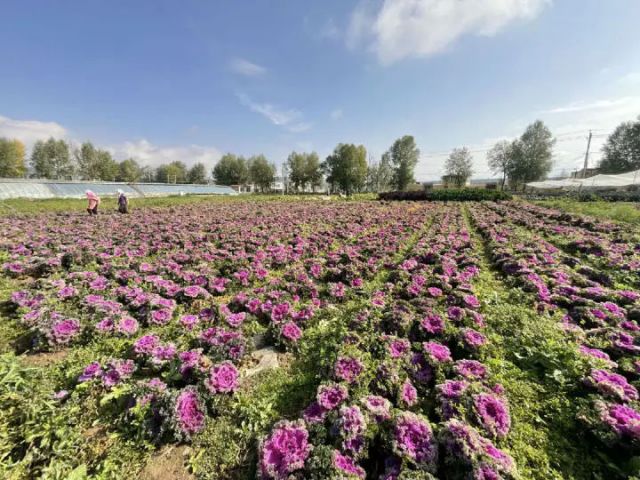 1760086938340337.jpg 图1 即将上市的羽衣甘蓝申维祖 摄.jpg