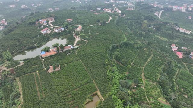 图1  柑橘林 拷贝.jpg