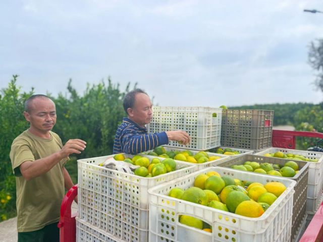 图3  待运输的柑橘.jpg