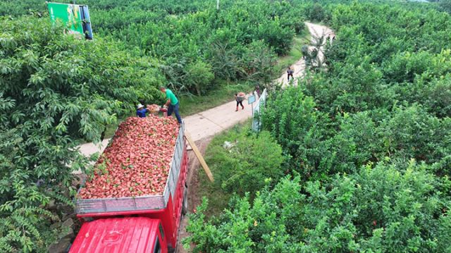 图1  柠檬基地里繁忙的采收场景。王仲杰  摄.jpg