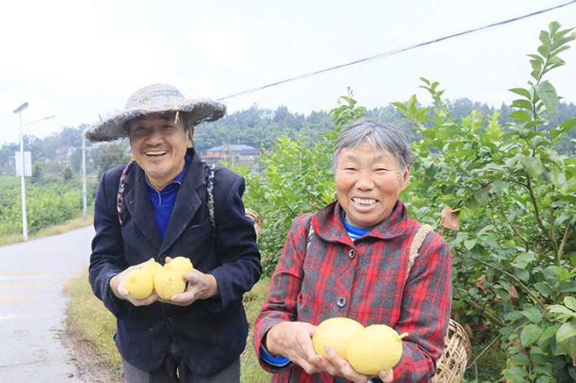 图2  村民喜获柠檬丰收。潘政吉  摄.jpg