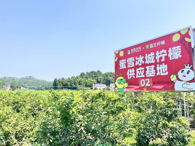 图4  安岳蜜雪冰城柠檬供应基地。受访者  供图.jpg