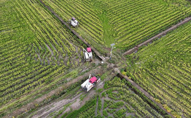 图1  10月26日，内江市东兴区田家镇赵家坝社区，当地组织力量机收再生稻（无人机照片）。.jpg