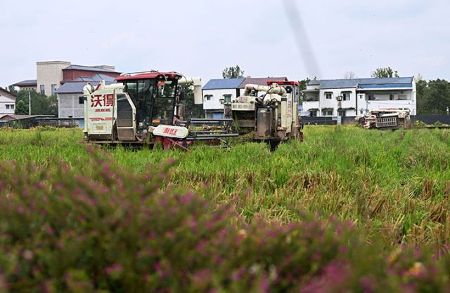 图4  农机手驾驶收割机收割再生稻.jpg