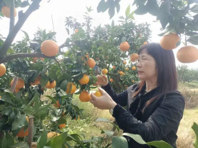 1762247083742144.jpg 图2 游客正在采摘(汪龙 摄).jpg