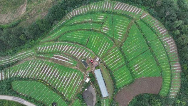 1762247189262582.jpg 图1 贝贝南瓜种植基地。闫凯 摄.jpg