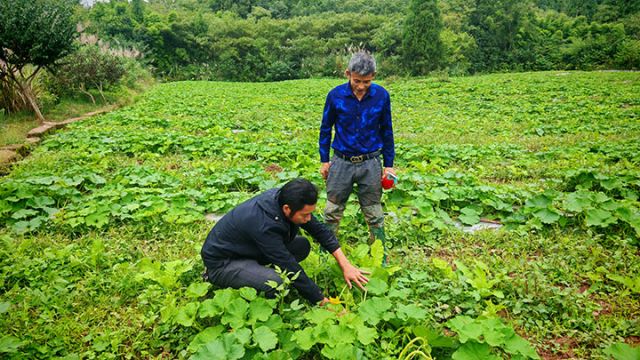 1762247194927629.jpg 图2 王泽勇(左一)正在查看贝贝南瓜长势情况。闫凯 摄.jpg