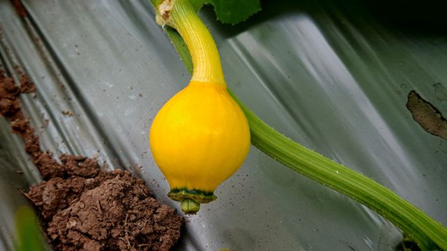 1762247199210610.jpg 图3 正在生长的贝贝南瓜。闫凯 摄.jpg