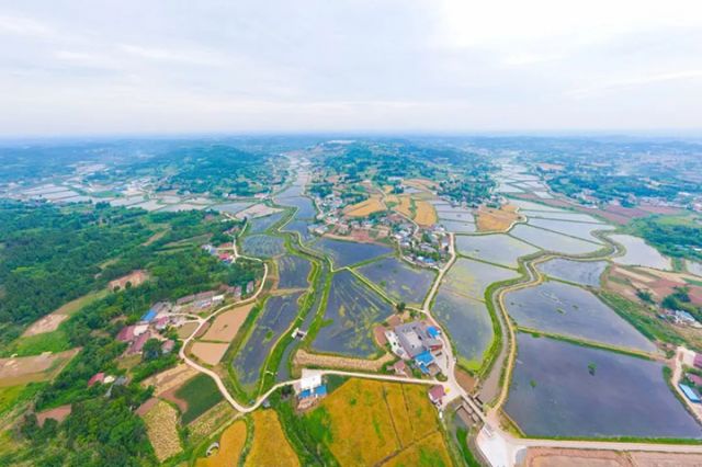 图4  丹山镇丹山河稻虾种养带.jpg