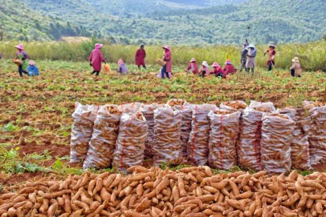 图2  弥勒市福城街道的种植户在采收红薯（赵树龙 摄）.jpg