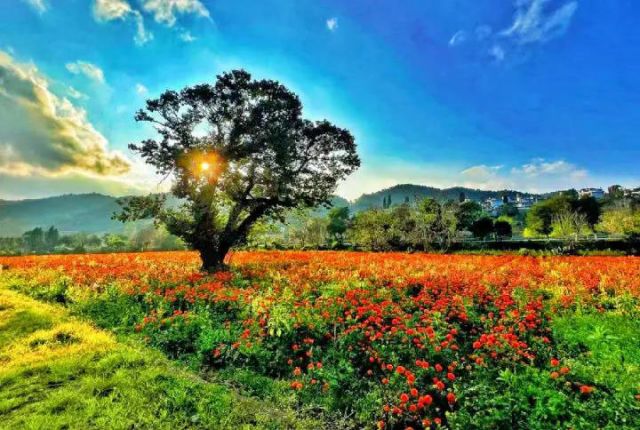 图3  弥勒市西三镇的万寿菊橘红一片（赵树龙 摄）.jpg