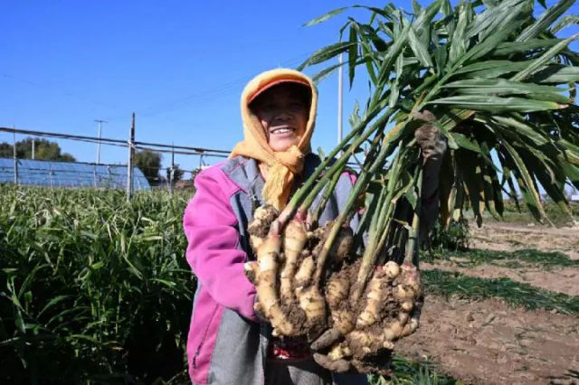 图2  山东省青岛市即墨区移风店镇女儿村的农民展示刚收获的生姜（张涛 摄）.jpg