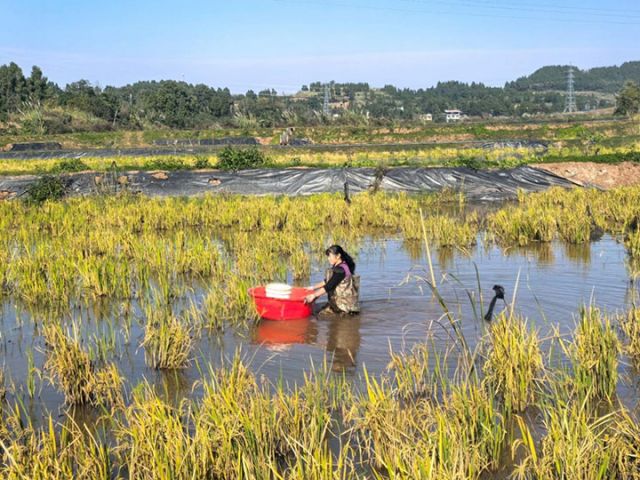 1764062821566896.jpg 图1 稻虾田.jpg