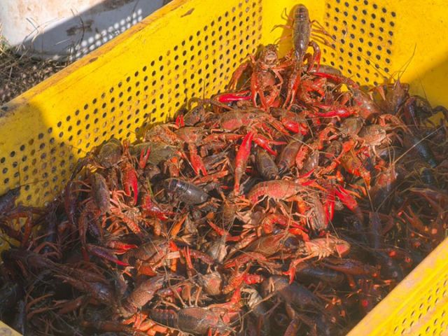 1764062836655732.jpg 图4 小龙虾.jpg