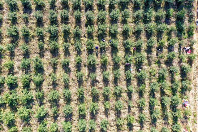 1764063065723752.jpg 图1 武宣县桐岭镇佳佳油茶种植基地(李格格 摄).jpg