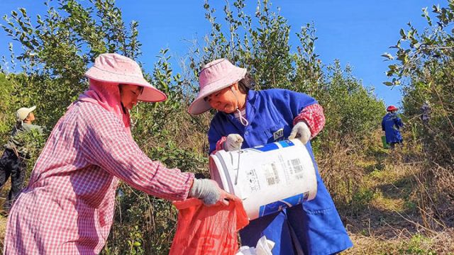 1764063070530919.jpg 图2 当地村民将采摘下的油茶果装入袋子(向国华 摄).jpg