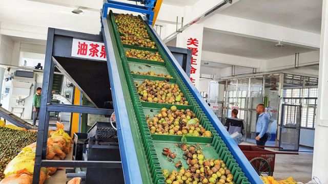 1764063076116388.jpg 图3 佳佳油茶合作社内,自动生产线正在进行筛选大小果。(向国华 摄).jpg