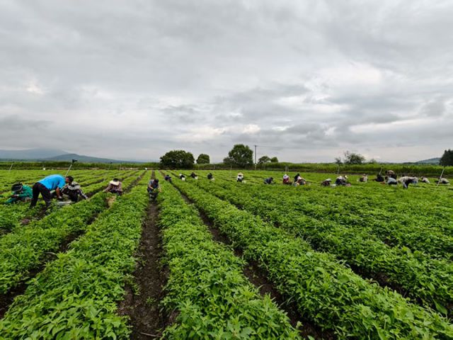 图2  虎林市东方红镇刺五加种苗繁育基地田间管理（于晓霞 摄）.jpg
