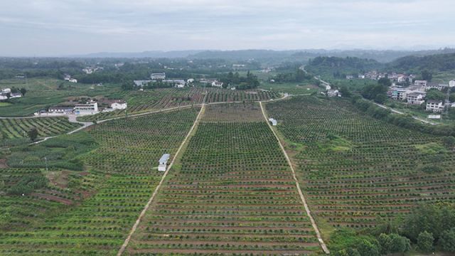 图2  “四季优橙”脐橙园.jpg